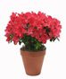 Flowering Plants