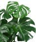 Green Plants