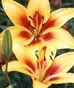 Lilies