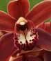 Orchids