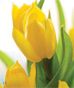 Spring Bouquets