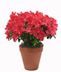 Flowering Plants