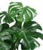 Green Plants