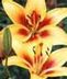 Lilies