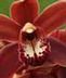 Orchids