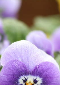 Freytag's Florist