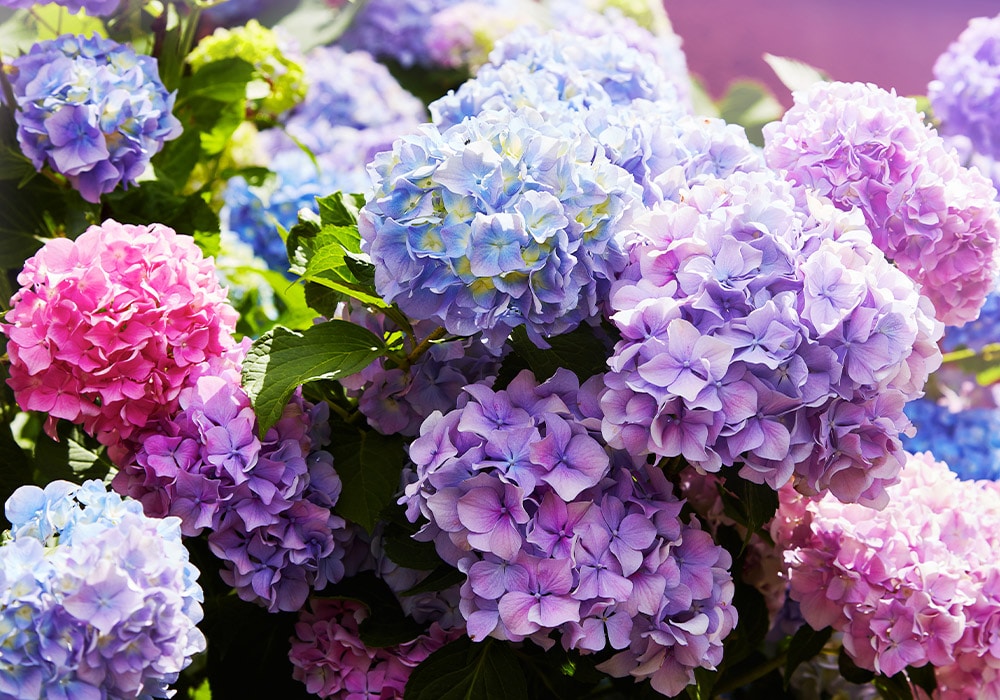 hydrangea-main.jpg