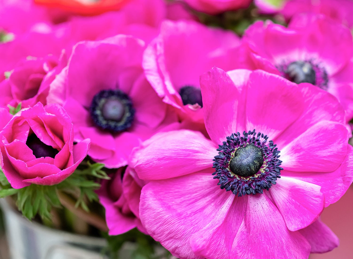 Vibrant pink anemone flowers with dark centers in fresh spring bouquet
