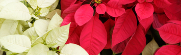 Poinsettias