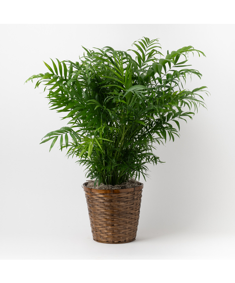 Medium Neantha Bella Palm