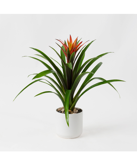 Bromeliad Guzmania