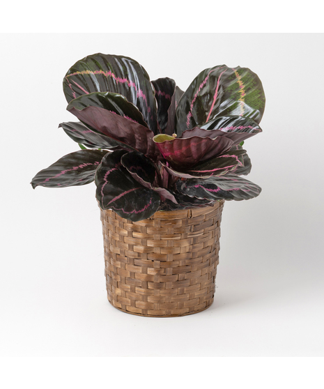 Deluxe Calathea Dottie