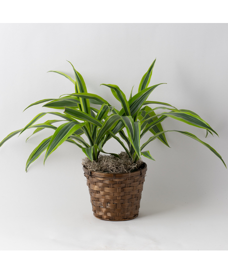 Dracaena Warneckii