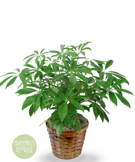 Arboricola