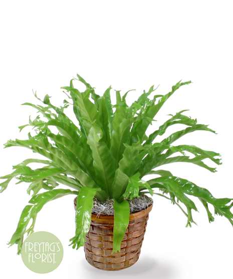 Birds Nest Fern