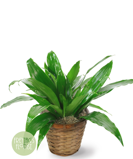 Dracaena Janet Craig