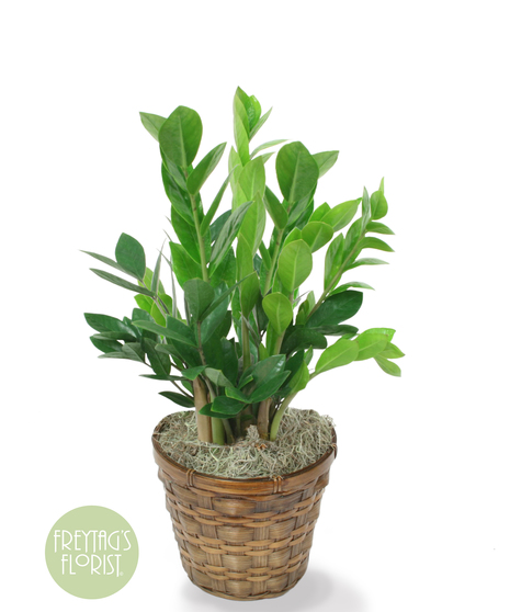 ZZ Plant