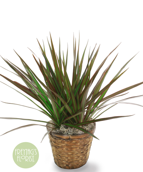 Dracaena Marginata