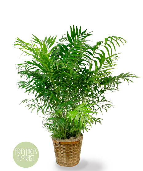 Neantha Bella Palm
