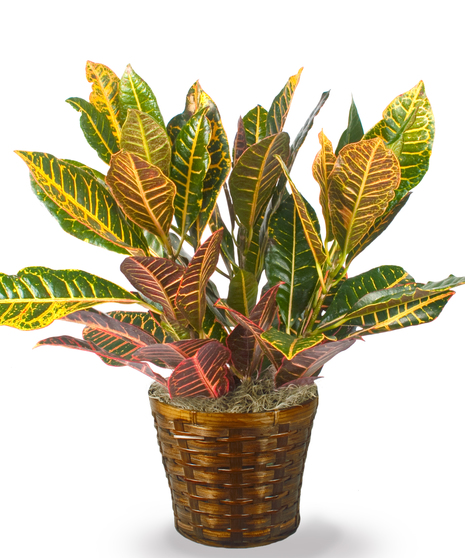 Croton Plant