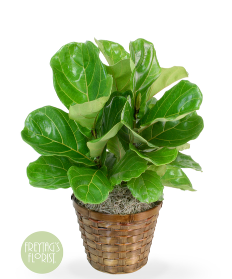 Fiddle-Leaf Fig