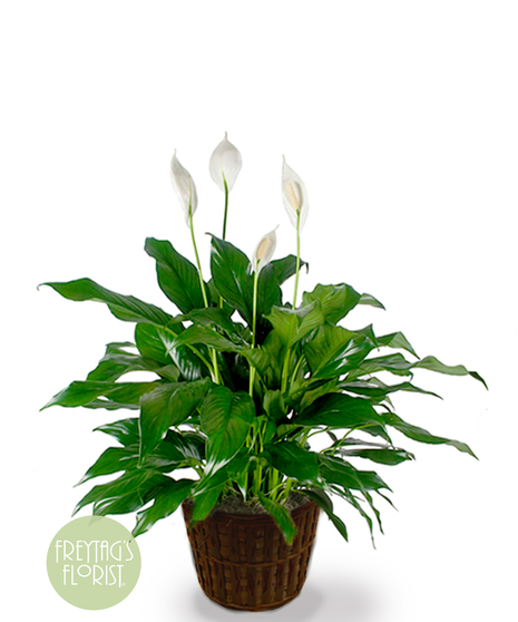 Spathiphyllum Plant