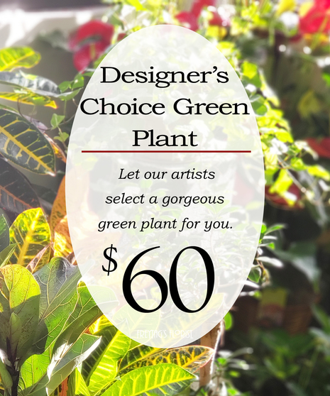 Designer's Choice Green Plant