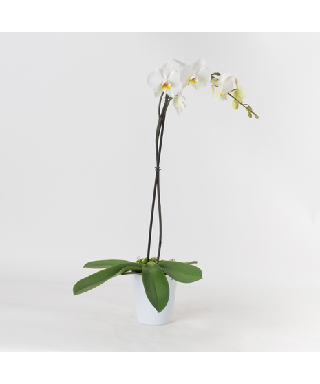 Single White Phalaenopsis