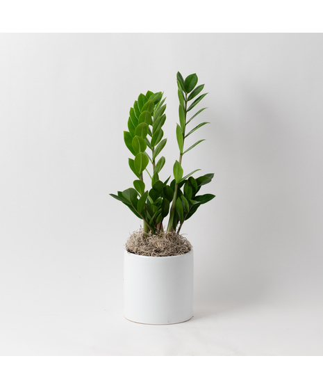 Deluxe ZZ Plant