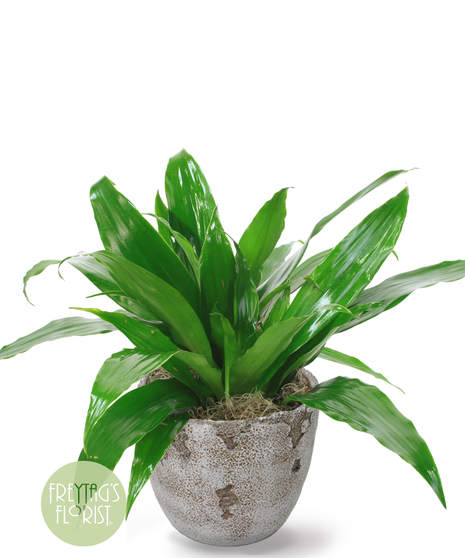 This 6 in. Deluxe Dracaena Janet Craig plant is part of the vast Dracaena plant family and is also known as Dracaena deremensis.