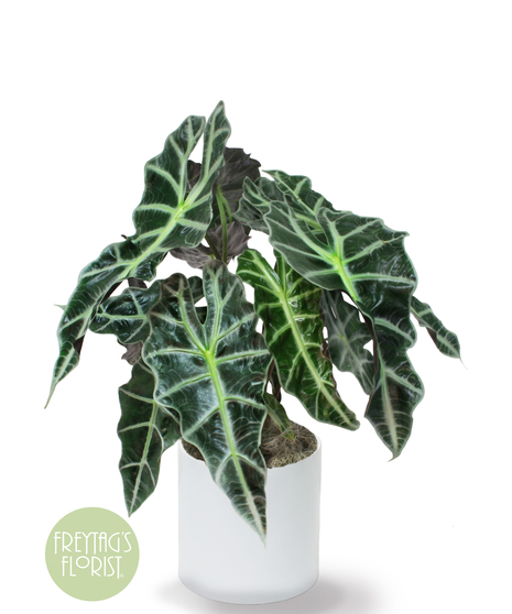 Deluxe Alocasia Plant