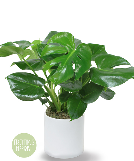 Deluxe Split Leaf Philodendron