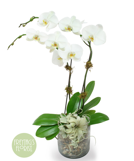 Large Orchid & Air Plant Garden