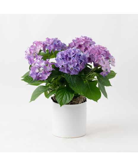 Deluxe Purple Hydrangea