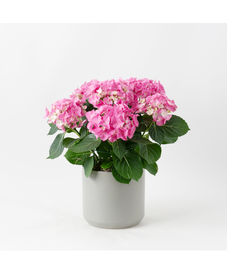 Pink Hydrangea flowering plant. 