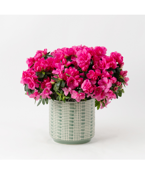 Pink azalea flowering plant in an upgraded white ceramic cylinder pot. 