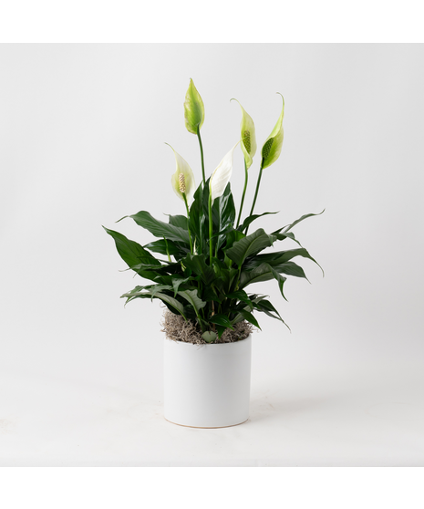 Spathiphyllum plant in a wicker basket.
