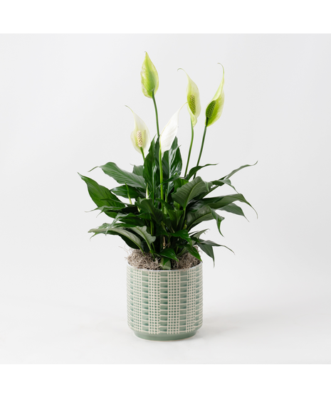 Spathiphyllum plant in a wicker basket.