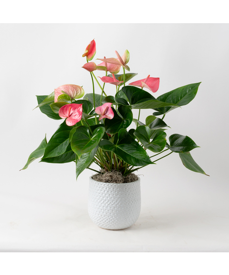 Deluxe Pink Anthurium