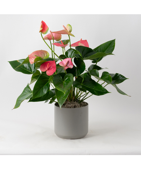 The Pink Anthurium flowering plant makes a perfect house plant. 