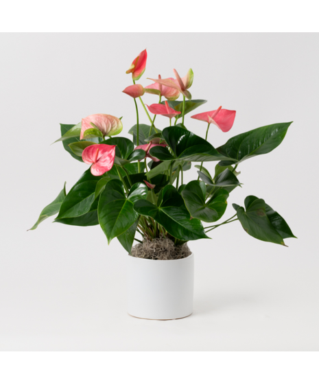 The Pink Anthurium flowering plant makes a perfect house plant. 