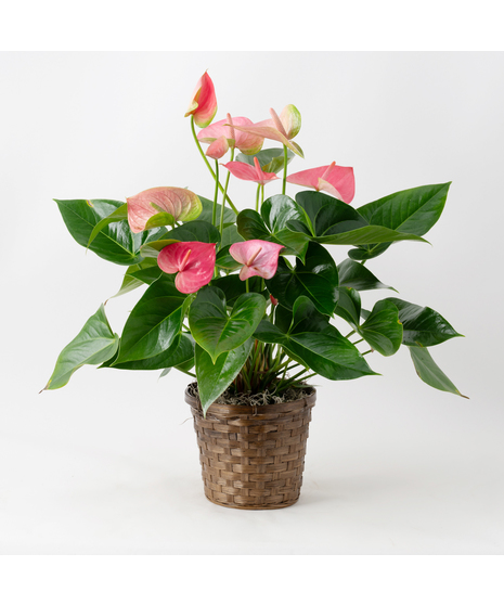 The Pink Anthurium flowering plant makes a perfect house plant. 