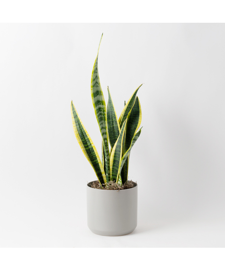 The Snake Plant, a member of the Asparagaceae family, is scientifically known as Sansevieria trifasciata.