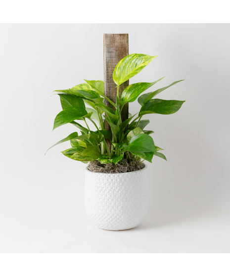 This petite pothos pole ivy plant is easy to care for and does well with moderate light in the home or office.