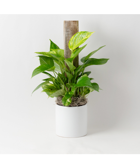 Deluxe Pothos Pole Ivy
