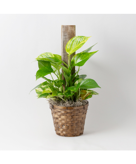 This petite pothos pole ivy plant is easy to care for and does well with moderate light in the home or office.