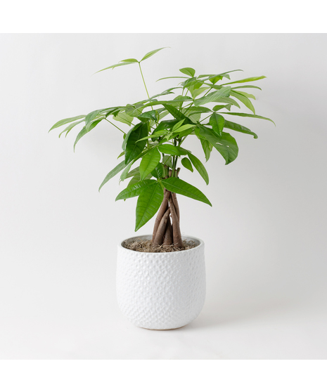 Deluxe Money Tree