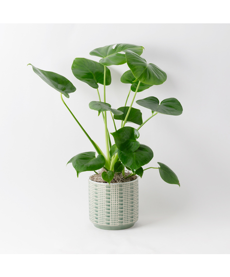 The Split Leaf Philodendron (Monstera deliciosa) is an exceptional indoor plant known for its impressive, uniquely split leaves.