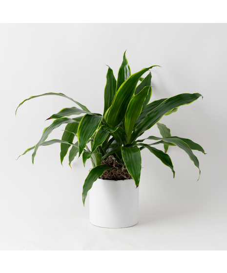 Deluxe Dracaena Janet Craig