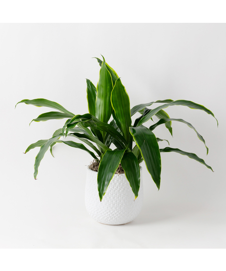 This 6 in. Dracaena Janet Craig plant is part of the vast Dracaena plant family and is also known as Dracaena deremensis